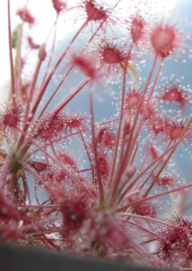 Drosera paradoxa {Mount Bomford, Kimberley, Western Australia}