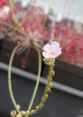 Drosera paradoxa {Mount Bomford, Kimberley, Western Australia}