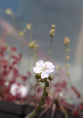 Drosera paradoxa {Mount Bomford, Kimberley, Western Australia}