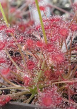 Drosera paradoxa {Mount Bomford, Kimberley, Western Australia}