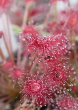 Drosera paradoxa {Mount Bomford, Kimberley, Western Australia}