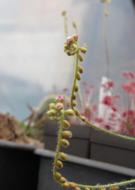 Drosera paradoxa {Mount Bomford, Kimberley, Western Australia}