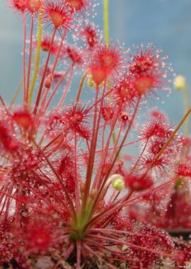 Drosera paradoxa {Mount Bomford, Kimberley, Western Australia}