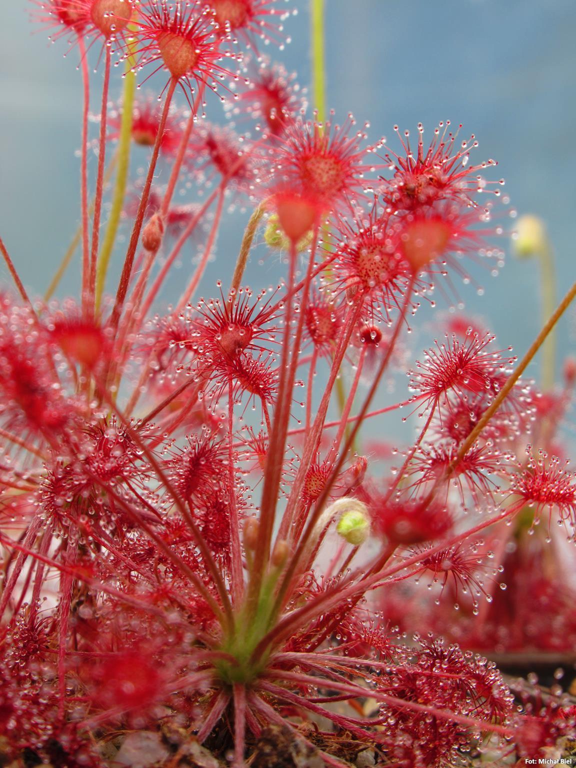Drosera paradoxa {Mount Bomford, Kimberley, Western Australia}