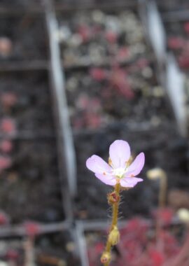 Drosera paradoxa {Mount Bomford, Kimberley, Western Australia}