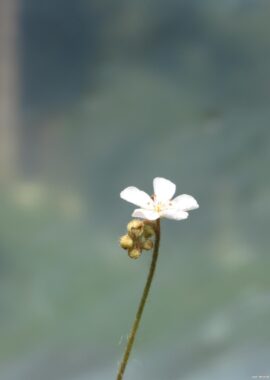 Drosera paradoxa {Drysdale River Station, Kimberley, Western Australia} [BCP ID# D1870]