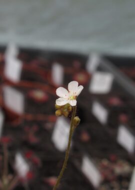 Drosera paradoxa {Drysdale River Station, Kimberley, Western Australia} [BCP ID# D1870]
