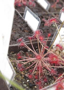 Drosera paradoxa {Drysdale River Station, Kimberley, Western Australia} [BCP ID# D1870]