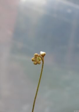 Drosera paradoxa {Drysdale River Station, Kimberley, Western Australia} [BCP ID# D1870]