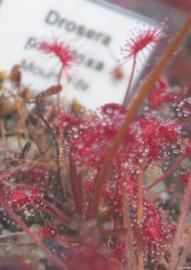 Drosera paradoxa {Mount Fife, Kimberley, Australia}