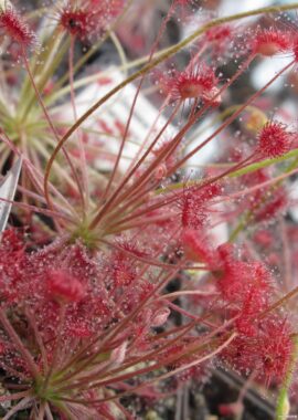Drosera paradoxa {Mount Fife, Kimberley, Australia}