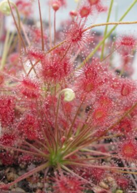 Drosera paradoxa {Mount Fife, Kimberley, Australia}