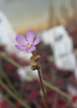 Drosera paradoxa {Mount Fife, Kimberley, Australia}