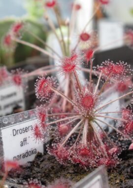 Drosera aff. paradoxa {Theda, Kimberley}