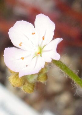 Drosera paradoxa {Mount Bomford, Kimberley}