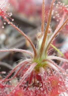 Drosera paradoxa {Mount Bomford, Kimberley}
