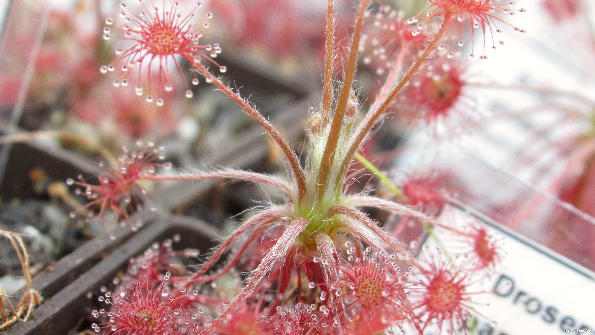 Drosera paradoxa {Mount Bomford, Kimberley, Western Australia}