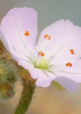 Drosera paradoxa {Mount Bomford, Kimberley}