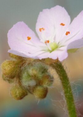 Drosera paradoxa {Mount Bomford, Kimberley}