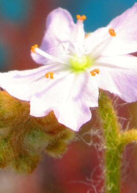 Drosera paradoxa {Mount Bomford, Kimberley}