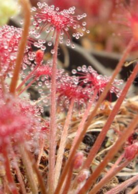 Drosera paradoxa {Mount Fife, Kimberley, Australia}