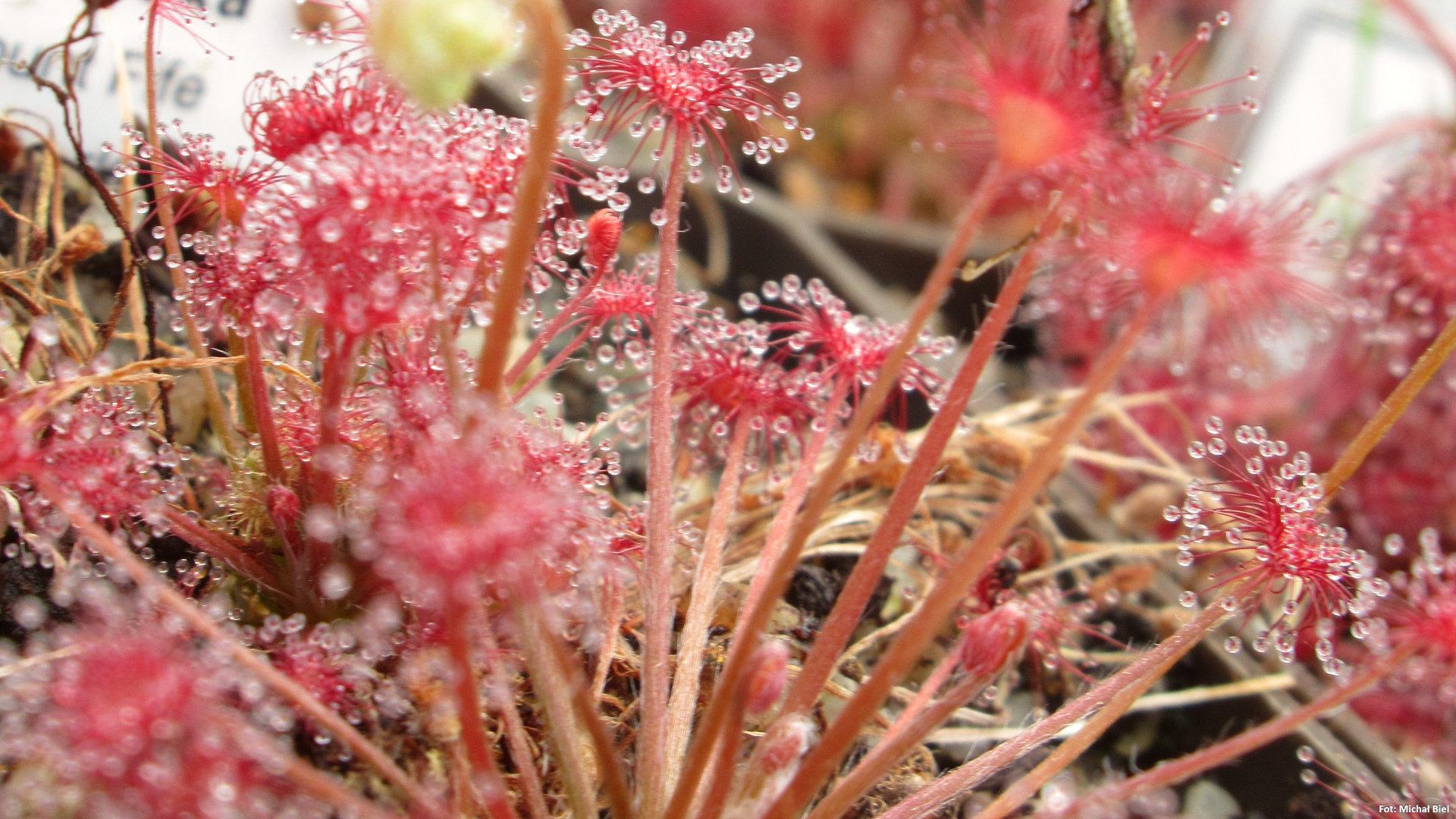 Drosera paradoxa {Mount Fife, Kimberley, Australia}