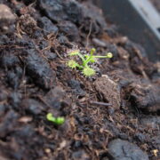 Drosera peltata {Saijo-cho, Higashihiroshima, Japan}