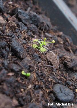 Drosera peltata {Saijo-cho, Higashihiroshima, Japan}