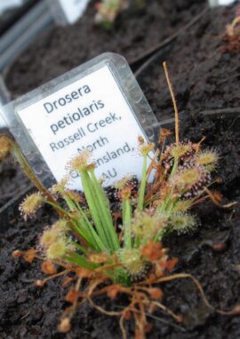 Drosera petiolaris {Russell Creek, North Queensland, AU}