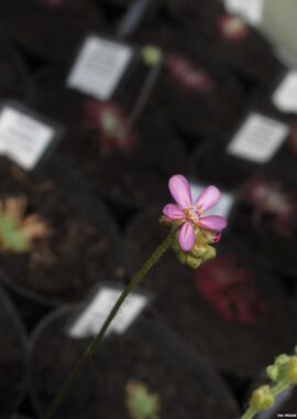 Drosera petiolaris {Russell Creek, North Queensland, AU}