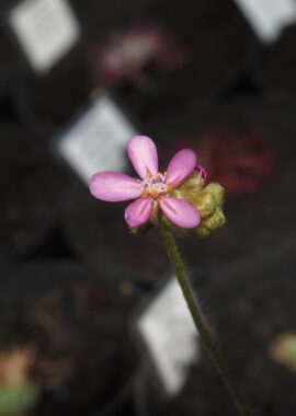 Drosera petiolaris {Russell Creek, North Queensland, AU}