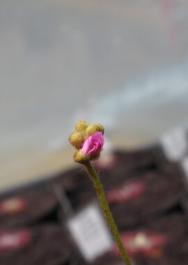 Drosera petiolaris {Russell Creek, North Queensland, AU}