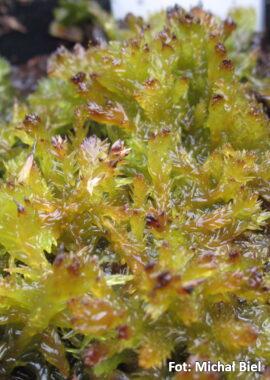 Sphagnum platyphyllum