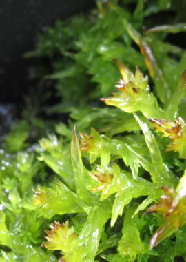 Sphagnum platyphyllum