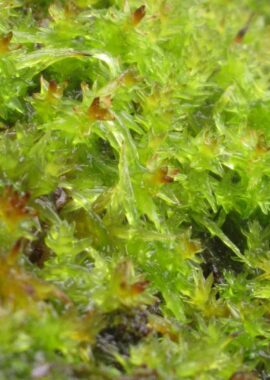 Sphagnum platyphyllum