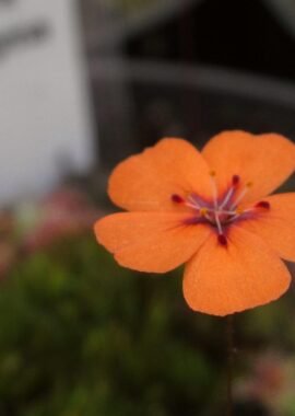 Drosera platystigma