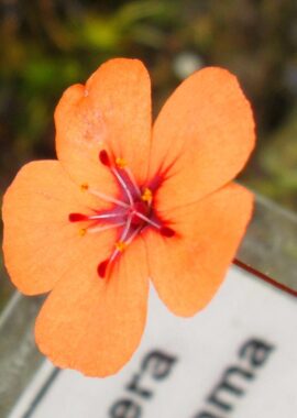 Drosera platystigma