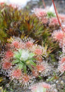 Drosera platystigma
