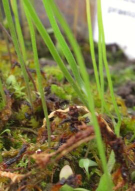 Utricularia praelonga