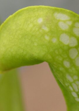 S. pssitacina f. heterophylla ‘Giant’ x S. minor f. viridescens