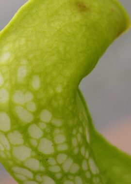 S. pssitacina f. heterophylla ‘Giant’ x S. minor f. viridescens