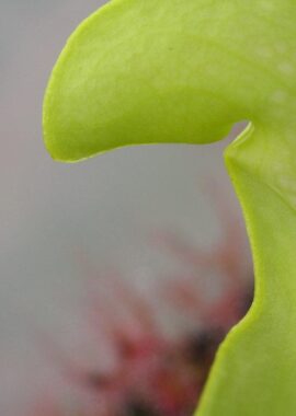 S. pssitacina f. heterophylla ‘Giant’ x S. minor f. viridescens