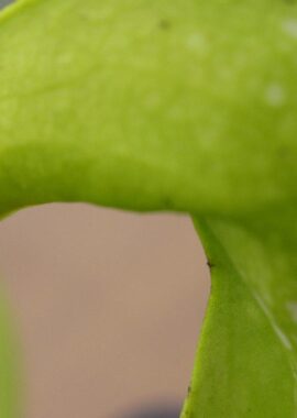 S. pssitacina f. heterophylla ‘Giant’ x S. minor f. viridescens