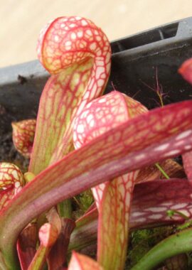 Sarracenia – 'C24 061′