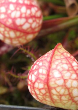 Sarracenia – 'C24 061′