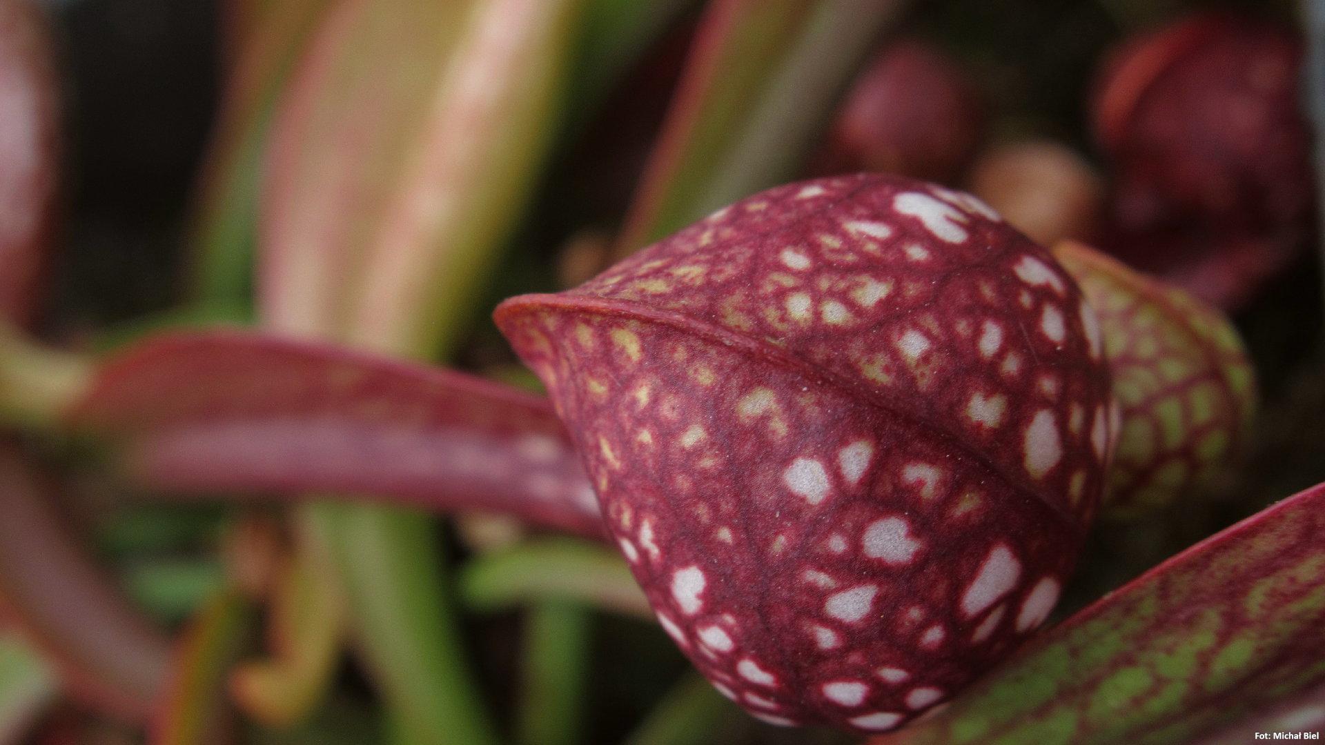 Sarracenia - 'C24 061'
