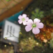 Drosera pulchella (All Green)