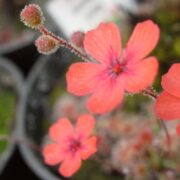 Drosera pulchella (35B)