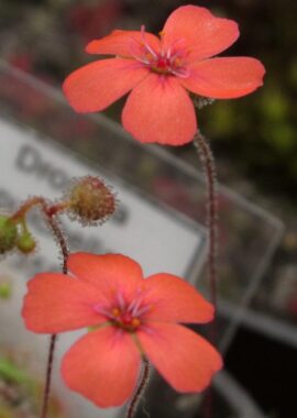 Drosera pulchella (35B)