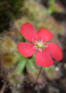 Drosera pulchella (44A) (red)